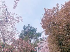 -西安青龙寺遗址景区