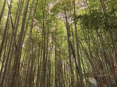 -午潮山国家森林公园