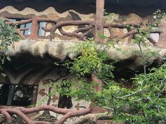 -绿光森林餐厅