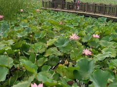 -羊亭河湿地公园