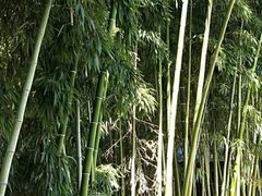 -游子山休闲旅游区