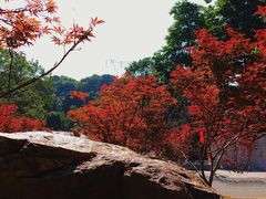 -广州市帽峰山景区