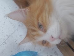 -喵园·猫主题咖啡厅·撸猫·猫咖(国贸店)