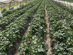 -小鱼草莓采摘园农家乐·小鱼餐厅