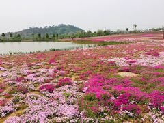 -巢湖姥山岛