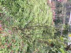 鼎湖山-鼎湖山风景区