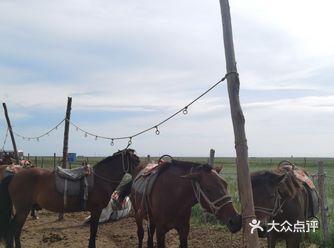 让我们红尘作伴活得潇潇洒洒  策马奔腾共享人世繁华