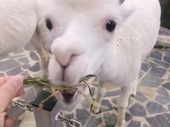 -上海大自然野生昆虫馆(东方明珠·爬宠昆虫探索中心)