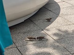 -彗星餐厅(香港迪士尼乐园)