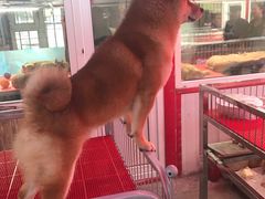 -哈尔滨道外花鸟鱼市场