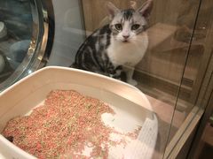 -BABIT巴比特宠物(MOMOPARK店)