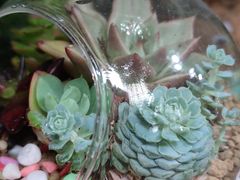 -青石桥花鸟鱼虫市场(叠翠城店)