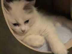 -Bastet sally猫舍购宠(静安店)