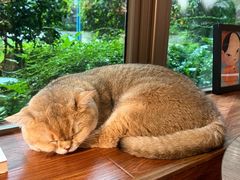 -咖法森林·咖啡  酒吧(天河店)