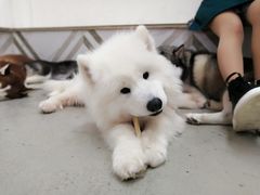 -星多哈·狗咖·拼豆·咖啡