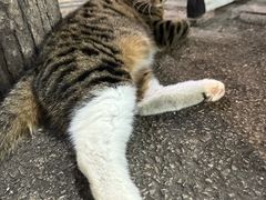 -马洪小炒泡馍馆(钟楼回民街店)