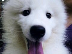 -瑞鹏宠物医院·骨科·猫科·内科(第一中心)