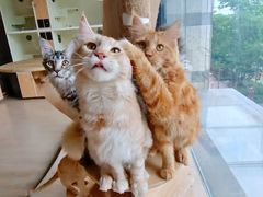 -十年猫舍·猫咪专门店(普陀店)