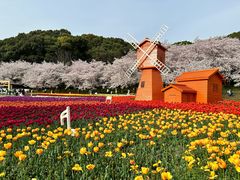 -苏州上方山国家森林公园