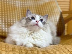 -爱侣宠医·鹦鹉专科·小型哺乳类·异宠专科(灵石路店)