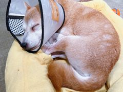 -逗柴咖啡屋·狗咖猫咖宠物桌游