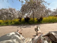 -古柏渡丰乐樱花园