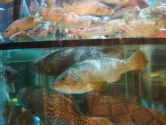 -金翠皇宫粤菜·点心·海鲜(科技园店)