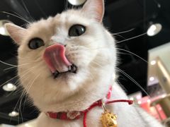 -藏猫猫咖啡主题馆(中央大道店)