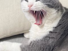 -伟伟宠物医院·瑞派猫友好医院·猫科(光谷店)