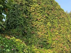 -静之湖湖畔餐厅