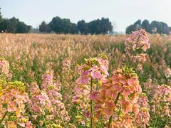 -中国天府农业博览园