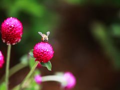 psb&nbsp;(2)-东部华侨城