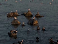 -深圳湾公园(南山区)