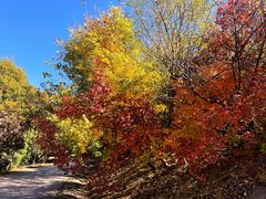 -北京西山国家森林公园