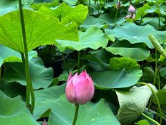-花之城