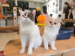 -平行世界·猫咖(首经贸店)