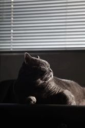 -飛凡TATTOO纹身•原创