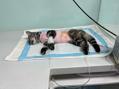 -达爱动物医院·犬猫分区·CT·复杂眼科(远洋山水分院)