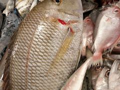 -鸿港海鲜批发市场