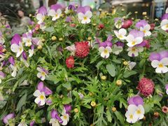 -茶颜悦色(花园道店)
