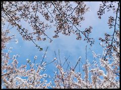 -古柏渡飞黄旅游区