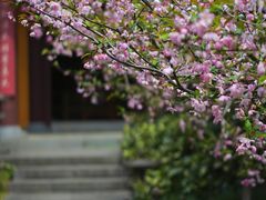-慧因高丽寺