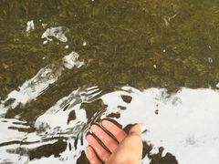 -东天目山风景区