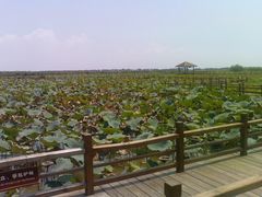 -大湾区中央湿地公园