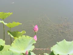 -莲花池公园