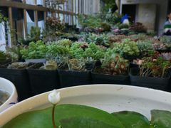 -双季花艺园艺市场(浦东店)