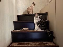-艾贝尔宠物医院·24H转诊中心·肿瘤猫专科(江宁双龙店)