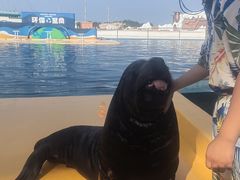 -秦皇岛乐岛海洋王国