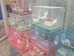 -宝鸡东道花鸟鱼虫市场(吉利花园商场店)