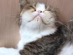 -瞄一喵猫咖(格力海岸店)